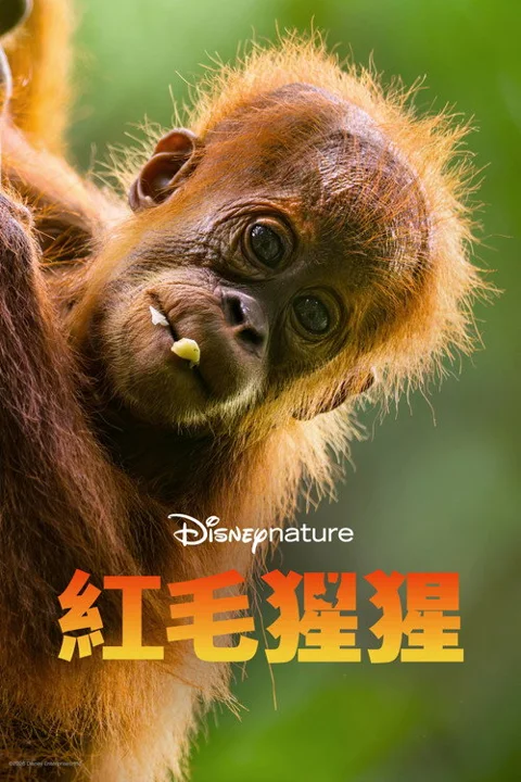 《红毛猩猩》封面