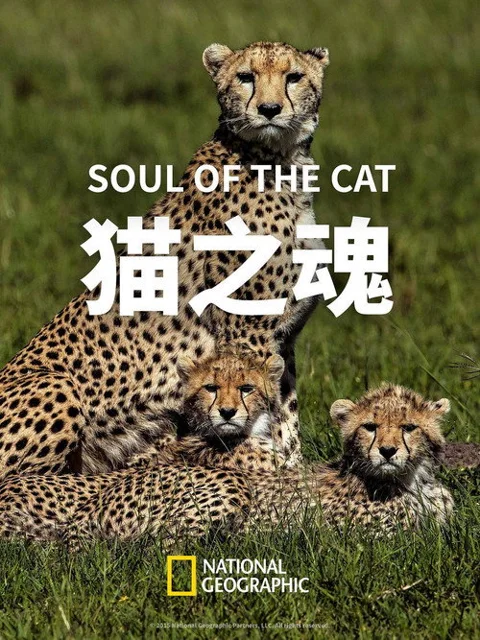 《猫之魂》封面