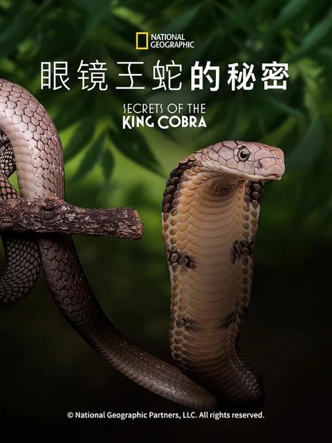 《眼镜蛇的秘密》封面